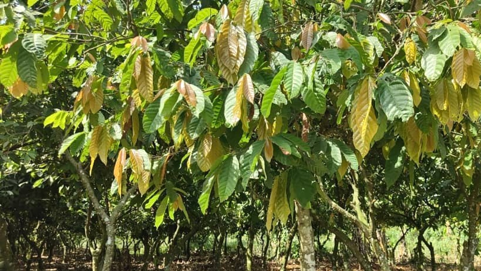 Cocoa grove on a Ghanaian farm at B & S Chapter 1 Ltd