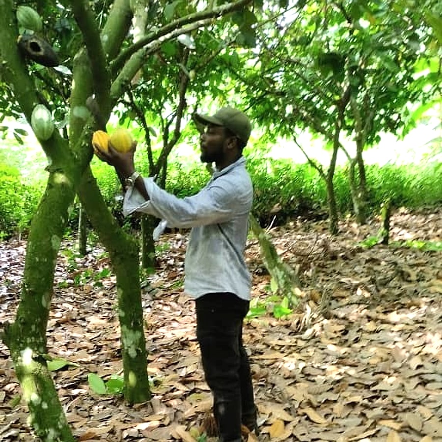 Inspecting ripe cocoa pods on a plantation