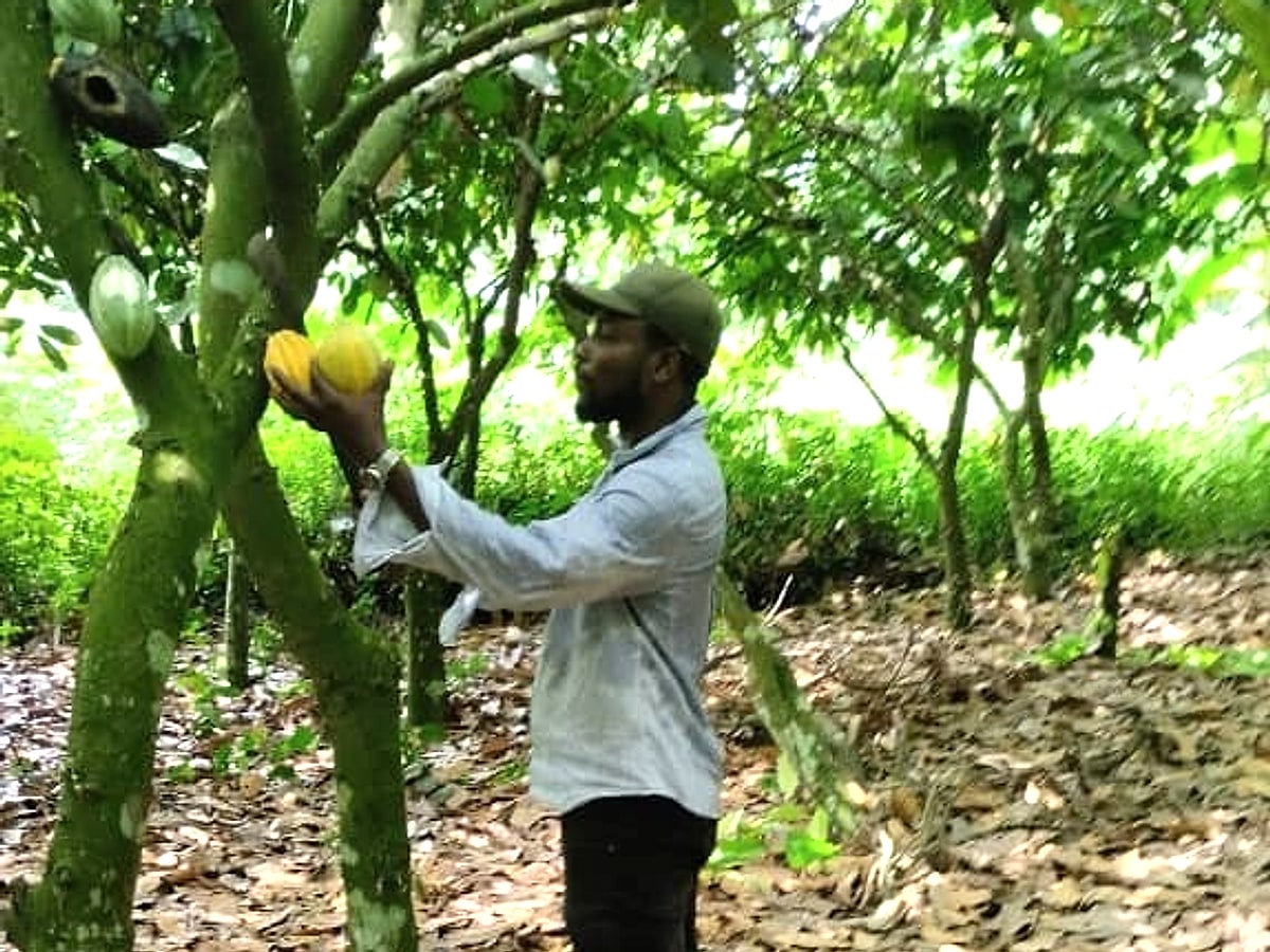 Farmer inspecting cocoa pods