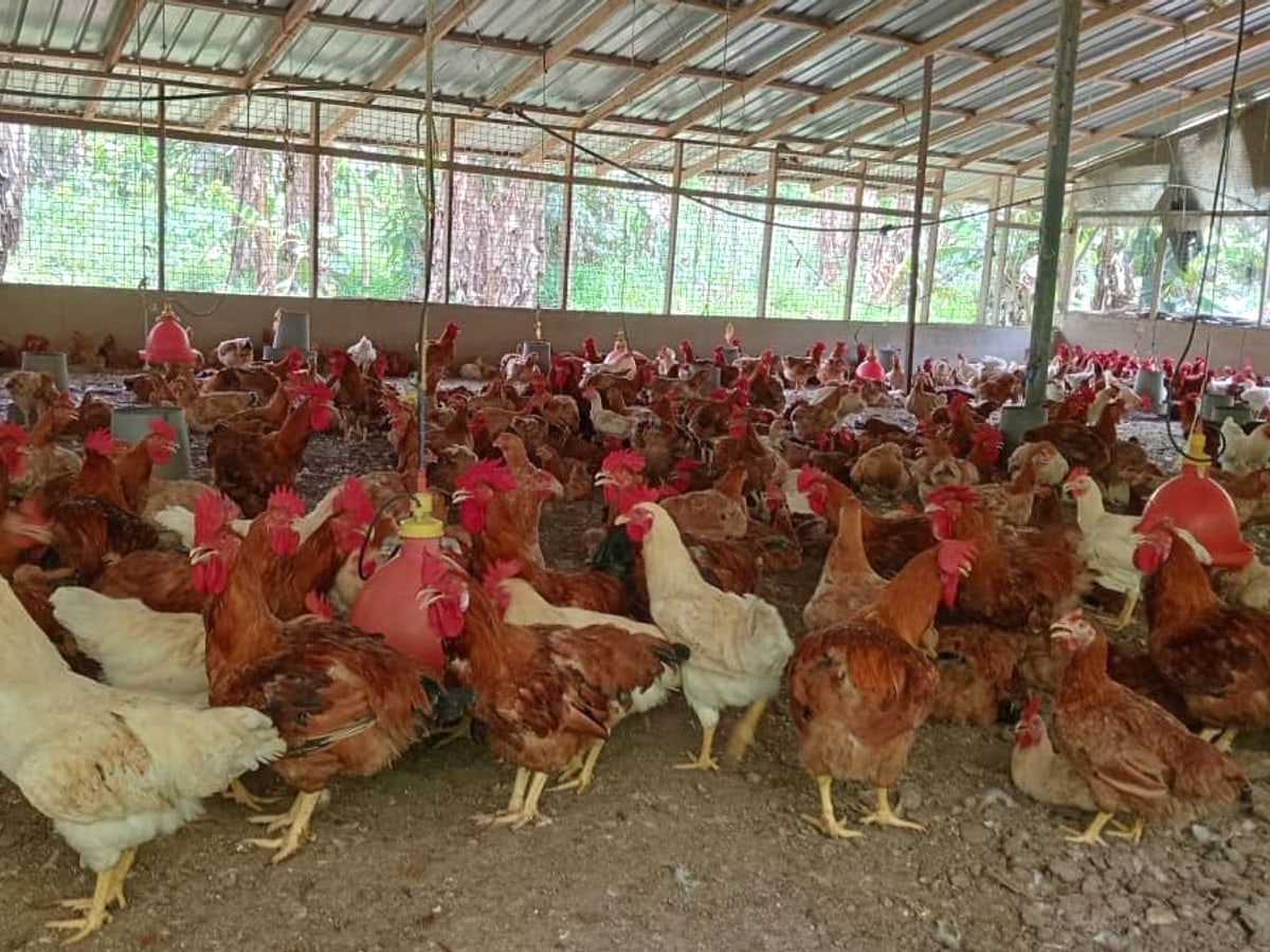Healthy flock of chickens in a B & S Chapter 1 poultry house