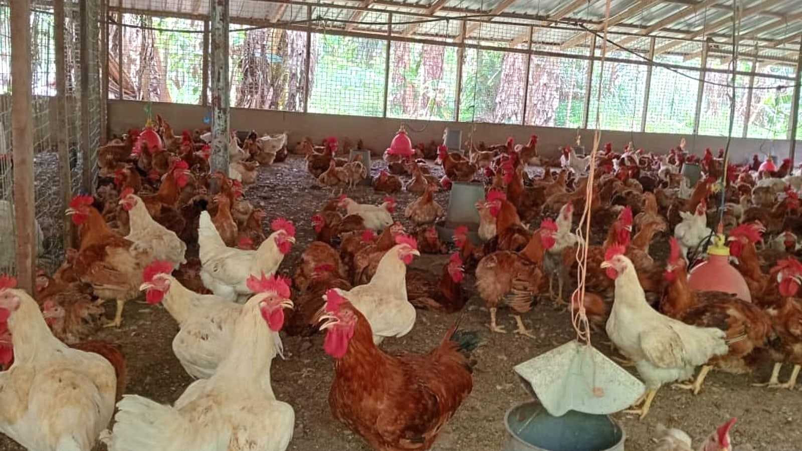 Well-ventilated poultry house interior