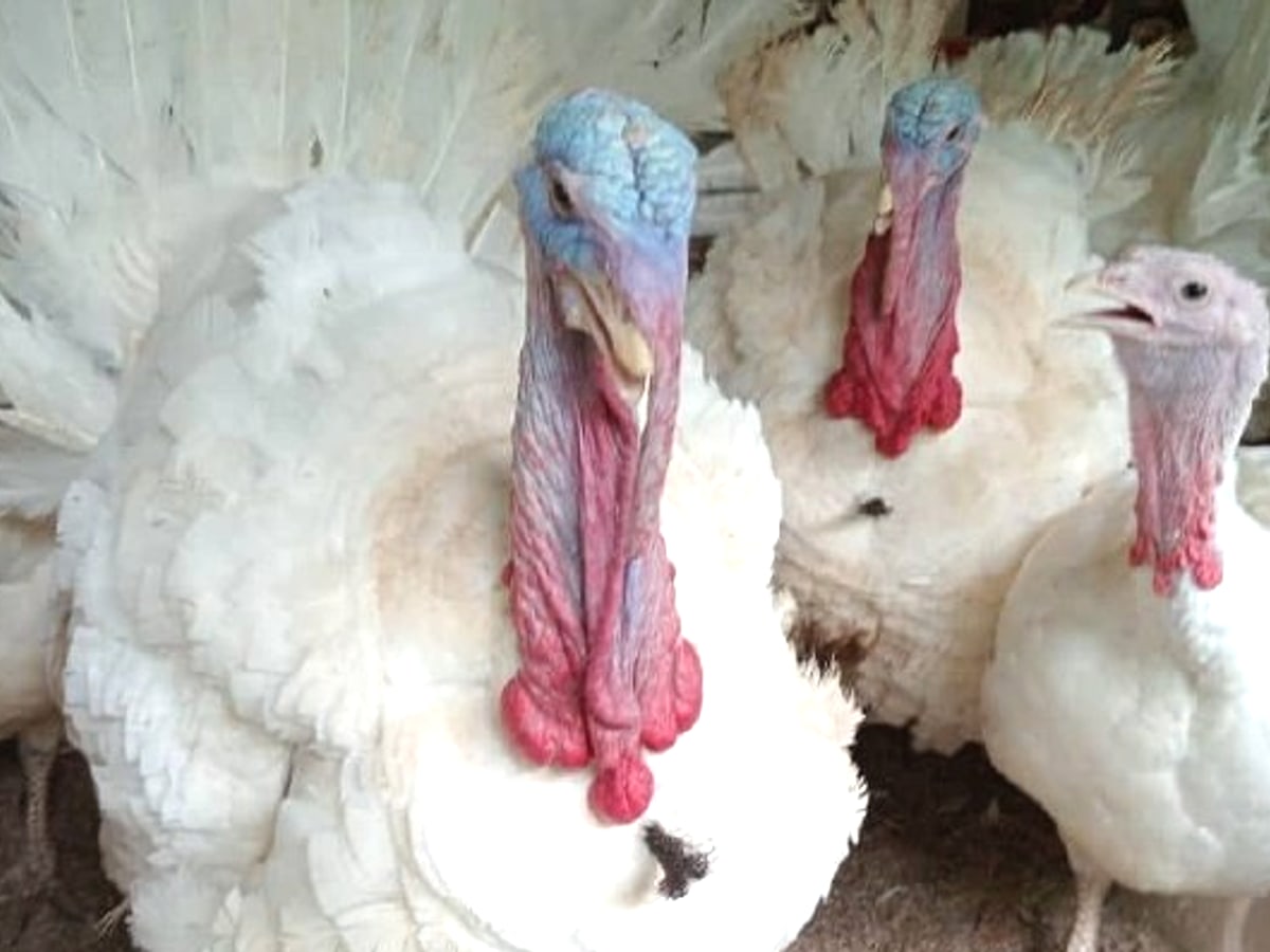 Turkeys raised on the farm