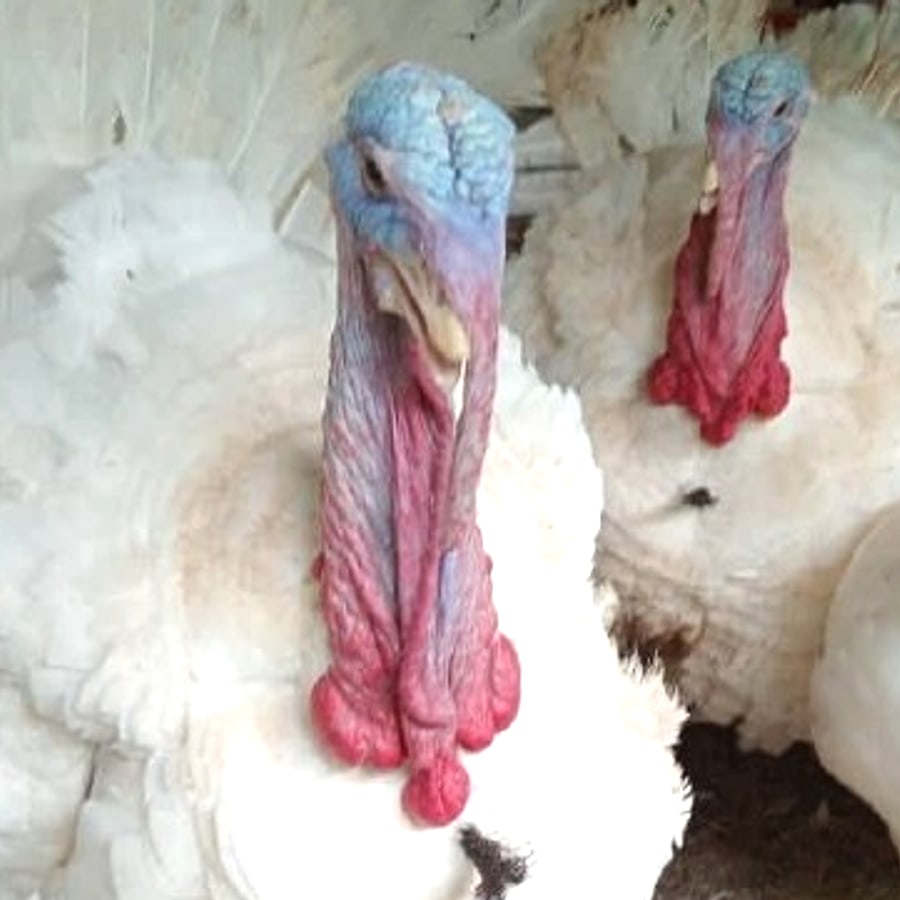 Healthy turkey flock